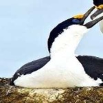 image of bird