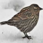 image of bird