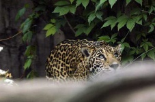 image of jaguar_car