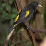 image of bird