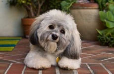 image of animal