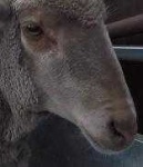 image of animal