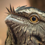 image of potoo