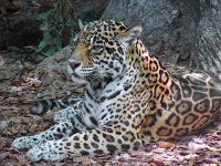 image of jaguar_car