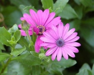 image of flower