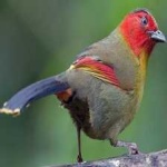 image of red_naped_trogon #28