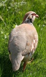 image of ruffed_grouse #24