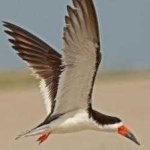 image of bird