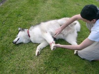 image of malamute