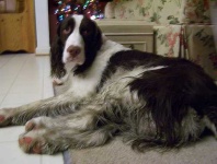 image of english_springer