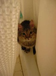 image of shower_curtain
