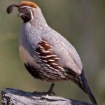 image of bird