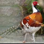 image of bird