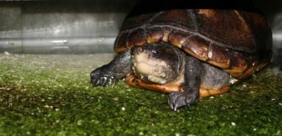 image of mud_turtle