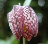 image of flower