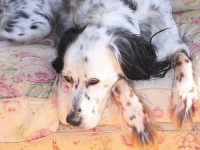 image of animal