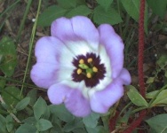 image of flower