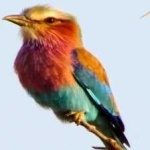image of bird