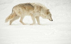 image of wolf #23