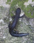 image of common_newt #31