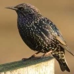 image of bird