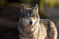 image of wolf #44