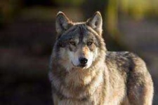 image of animal