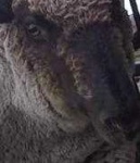 image of sheep_face #1