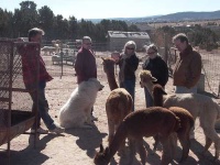 image of great_pyrenees
