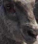 image of animal