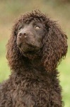 image of irish_water_spaniel #7