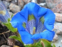image of flower