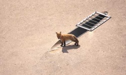 image of kit_fox