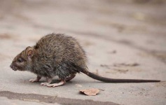 image of animal