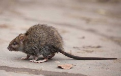 image of rat #39