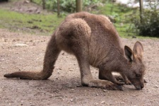 image of animal