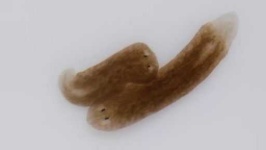 image of parasitic_flatworms