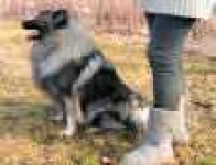 image of keeshond