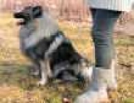 image of keeshond #14