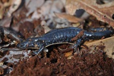 image of spotted_salamander
