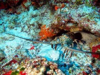 image of spiny_lobster