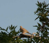 image of grouse #29