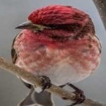 image of bird