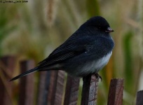 image of junco