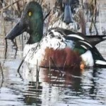 image of bird