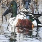 image of northern_shoveler #15