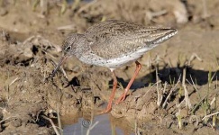 image of redshank #3