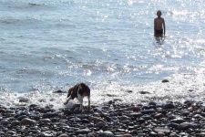 image of irish_water_spaniel