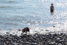 image of irish_water_spaniel #25