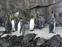 image of king_penguin #21